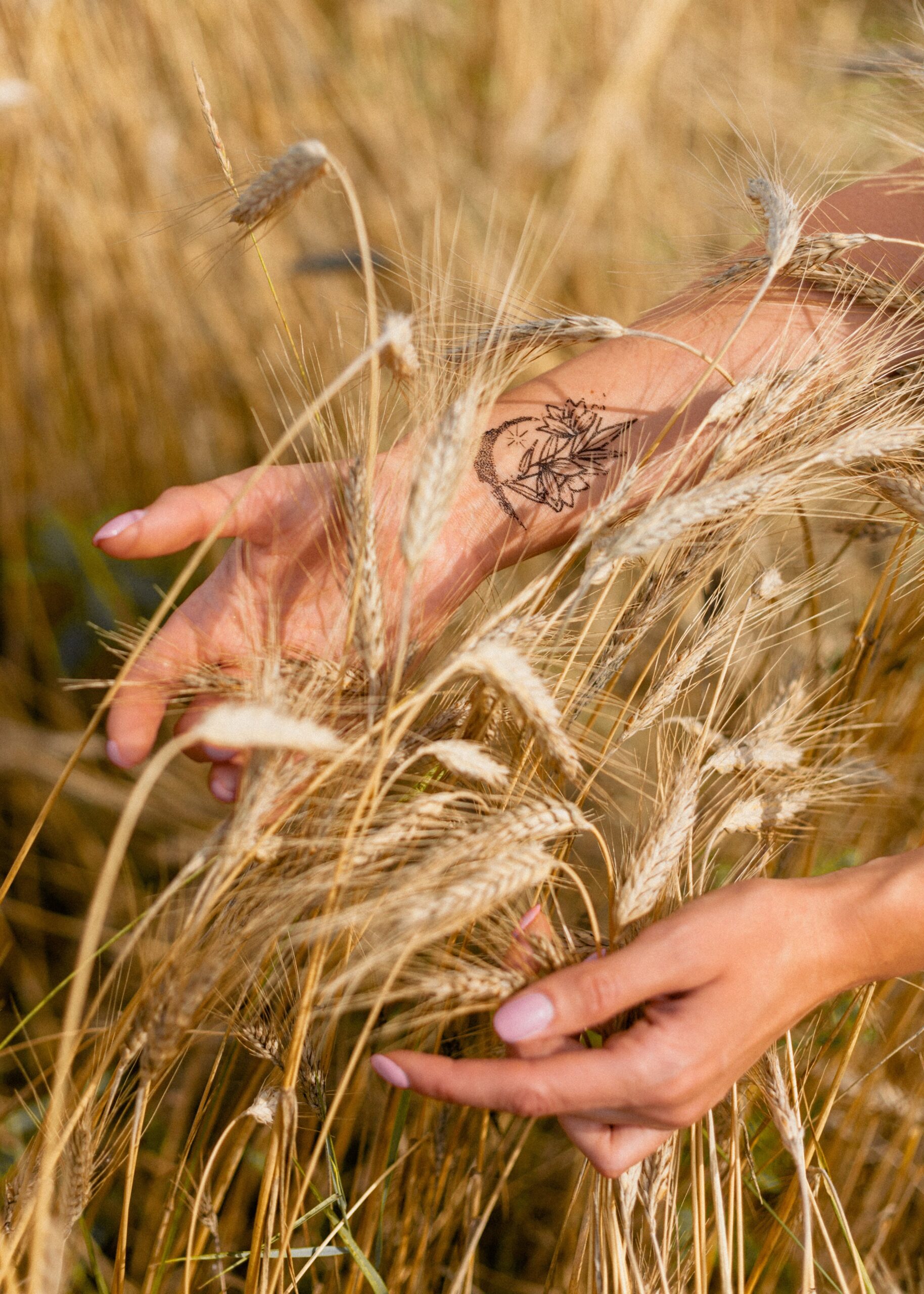 spighe di grano